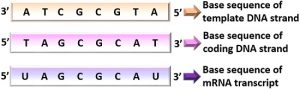 Difference Between Template and Coding Strand (with Comparison Chart